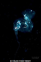 plancton ... by Claudia Weber-Gebert 